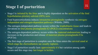 Stage I of parturition
 Stage I is initiated by the fetus and is highly dependent on the activation of the fetal
hypothalamus-pituitary-adrenal (HPA) axis.
 Fetal hypercortisolemia induces intrauterine prostaglandin synthesis via estrogen-
independent and estrogen-dependent pathways (Whittle, 2000).
 The estrogen-independent pathway occurs within the trophoblastic tissue and leads to
elevations in fetal plasma prostaglandin E2 (PGE2) concentrations
 The estrogen-dependent pathway occurs within the maternal endometrium leading to
increases in the production and release of maternal plasma prostaglandin F2α
(PGF2α).
 The first stage of parturition is complete once the fetus enters the cervical canal at
which stage the chorioallantoic sac usually ruptures.
 Stage I of parturition usually lasts approximately 6 h but variation among cattle
occurs and this stage may last longer in heifers.
31
 