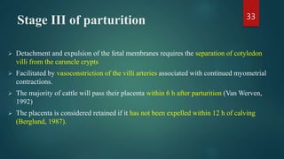 Stage III of parturition
 Detachment and expulsion of the fetal membranes requires the separation of cotyledon
villi from the caruncle crypts
 Facilitated by vasoconstriction of the villi arteries associated with continued myometrial
contractions.
 The majority of cattle will pass their placenta within 6 h after parturition (Van Werven,
1992)
 The placenta is considered retained if it has not been expelled within 12 h of calving
(Berglund, 1987).
33
 