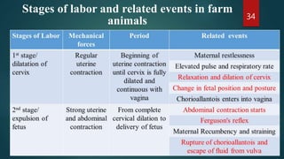 34
Stages of labor and related events in farm
animals
 