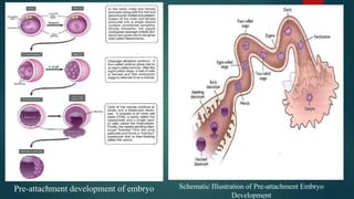 Pre-attachment development of embryo Schematic Illustration of Pre-attachment Embryo
Development
5
 