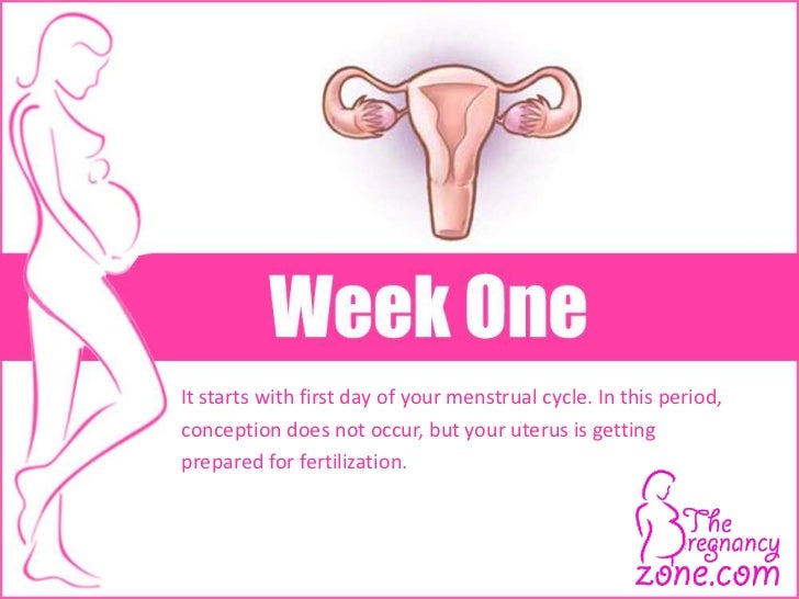 pregnancy calendar with pictures