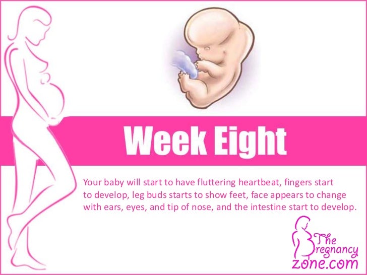 Pregnancy Calendar - A Guide From Conception To The Birth Of Your Baby Pregnancy Calendar - A Guide From Conception To The Birth Of Your Baby