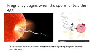 Pregnancy begins when the sperm enters the
egg.
Of all animals, humans have the most difficult time getting pregnant. Human
sperm is weak!
 