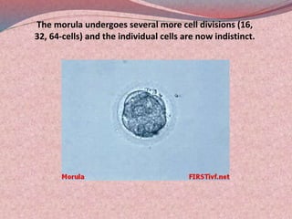 Morula Rbc Pregnancy, conception and-birth | PPT