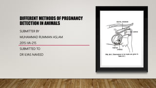 DIFFERENT METHODS OF PREGNANCY
DETECTION IN ANIMALS
SUBMITTER BY
MUHAMMAD RUMMAN ASLAM
2015-VA-215
SUBMITTED TO
DR ILYAS NAVEED
 