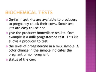  On-farm test kits are available to producers
to pregnancy check their cows. Some test
kits are easy to use and
 give the producer immediate results. One
example is a milk progesterone test. This kit
allows a producer to test
 the level of progesterone in a milk sample. A
color change in the sample indicates the
pregnant or non-pregnant
 status of the cow.
 