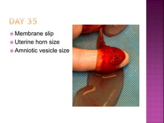  Membrane slip
 Uterine horn size
 Amniotic vesicle size
 
