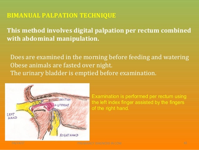 Bimanual technique for palpation meaning