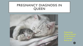 PREGNANCY DIAGNOSIS IN
QUEEN
Prepared by:
Manisha Ghimire
B.V.SC And A.H
7th semester
Roll no: 20
1
 