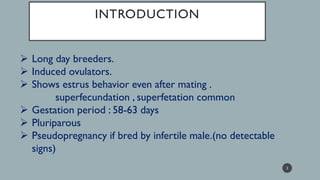 INTRODUCTION
➢ Long day breeders.
➢ Induced ovulators.
➢ Shows estrus behavior even after mating .
superfecundation , superfetation common
➢ Gestation period : 58-63 days
➢ Pluriparous
➢ Pseudopregnancy if bred by infertile male.(no detectable
signs)
2
 