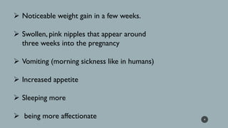 ➢ Noticeable weight gain in a few weeks.
➢ Swollen, pink nipples that appear around
three weeks into the pregnancy
➢ Vomiting (morning sickness like in humans)
➢ Increased appetite
➢ Sleeping more
➢ being more affectionate 4
 