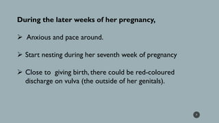 During the later weeks of her pregnancy,
➢ Anxious and pace around.
➢ Start nesting during her seventh week of pregnancy
➢ Close to giving birth, there could be red-coloured
discharge on vulva (the outside of her genitals).
7
 