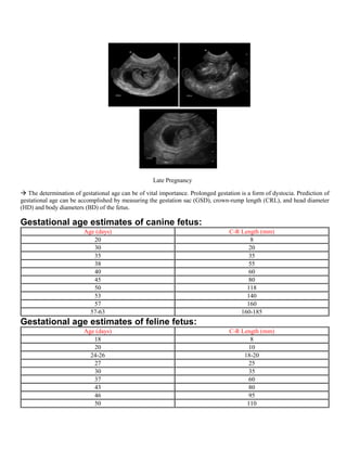 Photo inspiration: Gallery Detail: Pregnancy Diagnose Through Ultrasound X Ray In Veterinary Field