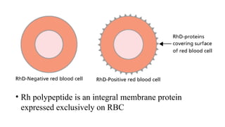 Rhag Protein Rbc PREGNANCY IN RHESUS NEGATIVE MOTHER.pptx
