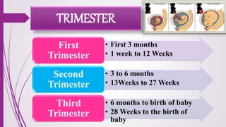 • First 3 months
• 1 week to 12 Weeks
First
Trimester
• 3 to 6 months
• 13Weeks to 27 Weeks
Second
Trimester
• 6 months to birth of baby
• 28 Weeks to the birth of
baby
Third
Trimester
TRIMESTER
 