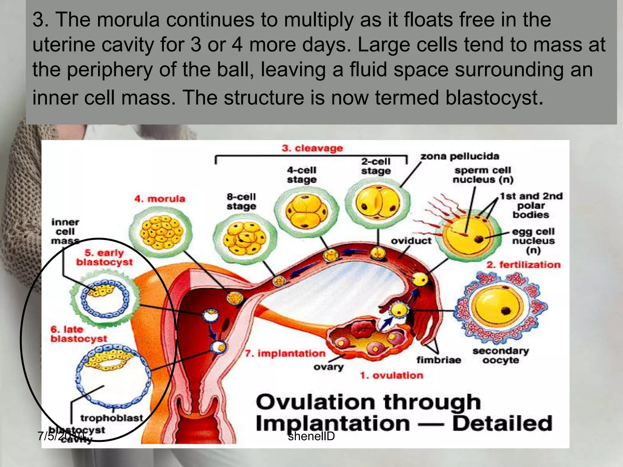 implantationoccurs on the seventh day after fertilization