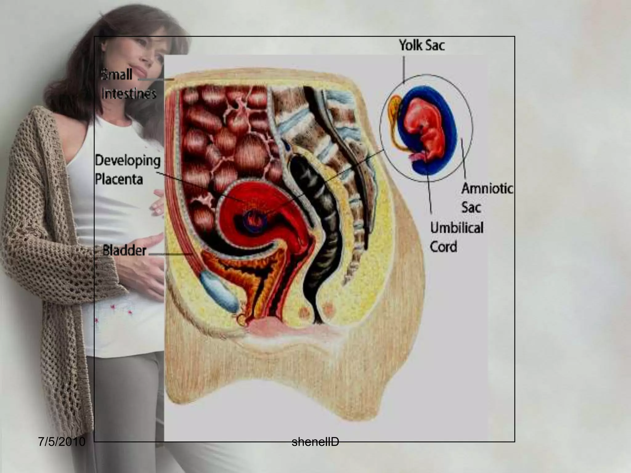 Stage 2: Division1.5 - 3 days post-ovulationFirst Cell DivisionWhen cell division produces sixteen cells, the zygote becomes mulberry shaped. It leaves the fallopian tube and three to four days after fertilization7/4/2010shenellD
