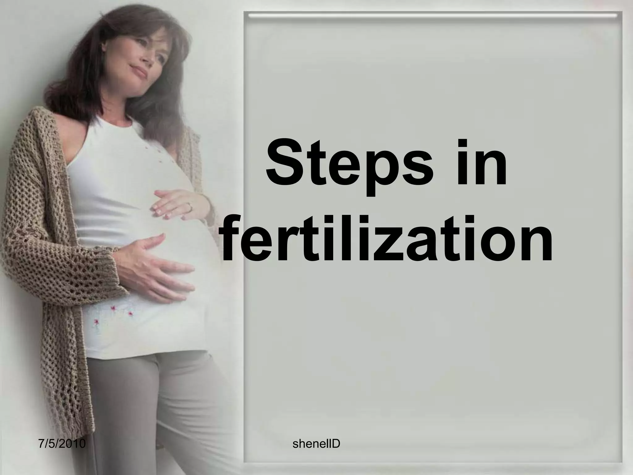  Fertilization occurs in the outer third of the fallopian tube – the ampullar portion.
