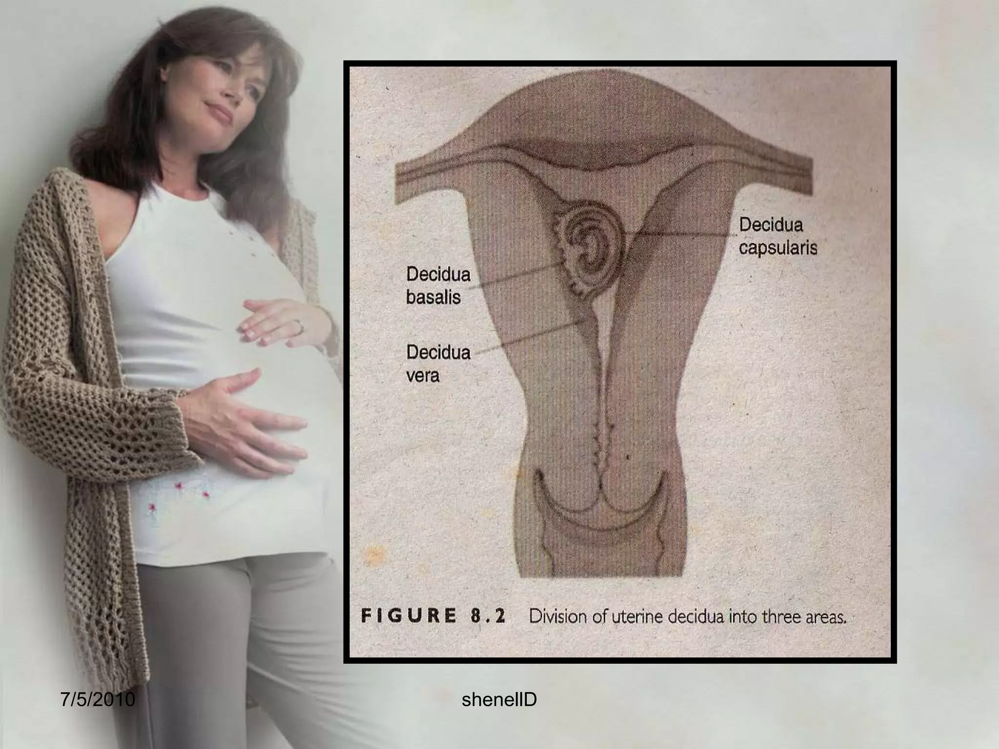 The deciduaDecidua- latin word means “falling off”After implantation, the endometrium is referred to as decidua, the specialized endometrium of pregnancy. It is composed of 3 layers:DeciduaveraDeciduabasalisDaciduacapsularis7/4/2010shenellD