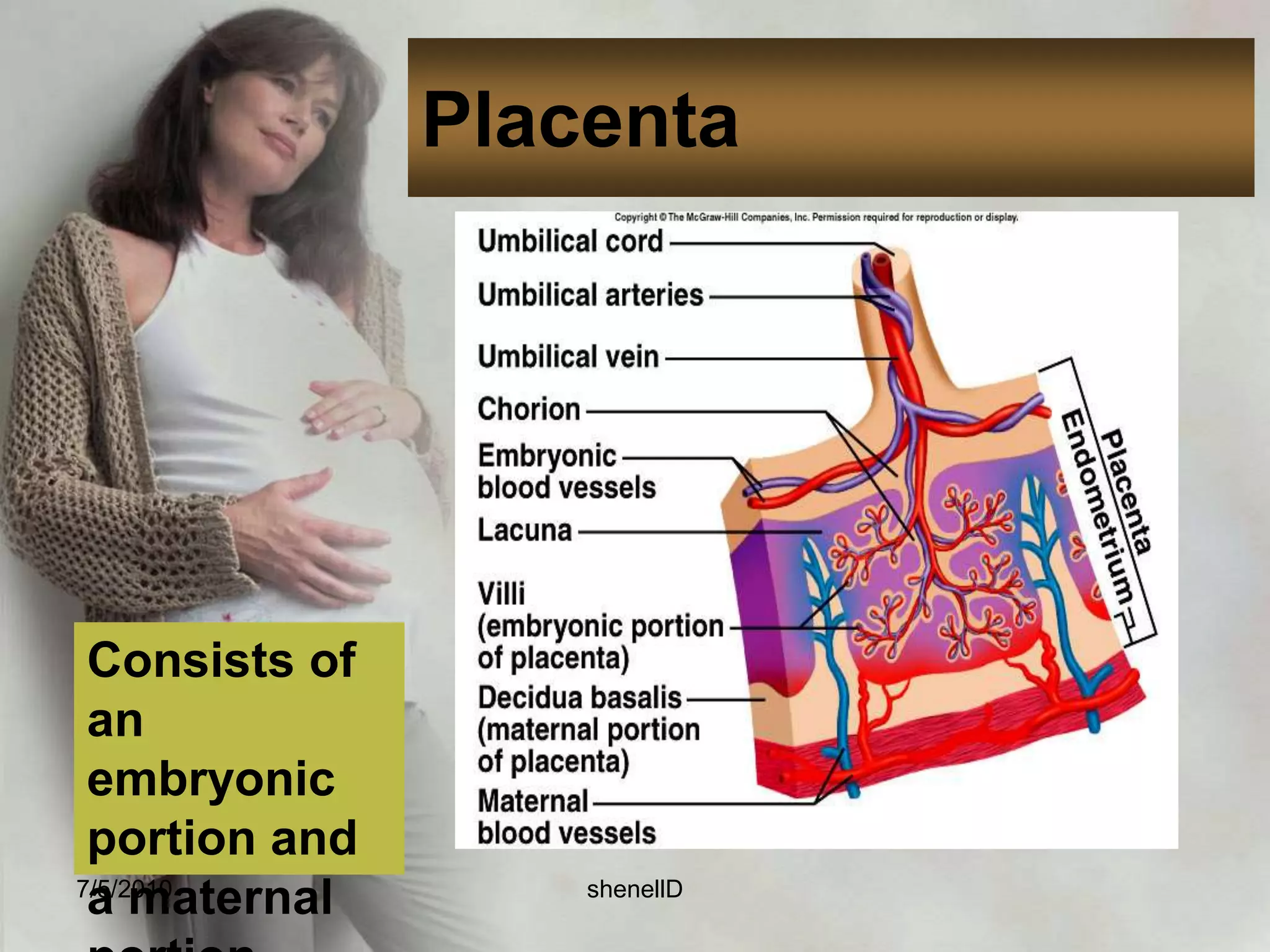 The chorionic villi in contact with deciduabasalis proliferate rapidly because they will receive rich blood supply from the uterus.Responsible for absorbing nutrients and oxygen from maternal blood stream and disposing fetal waste products including carbon dioxide.7/4/2010shenellD