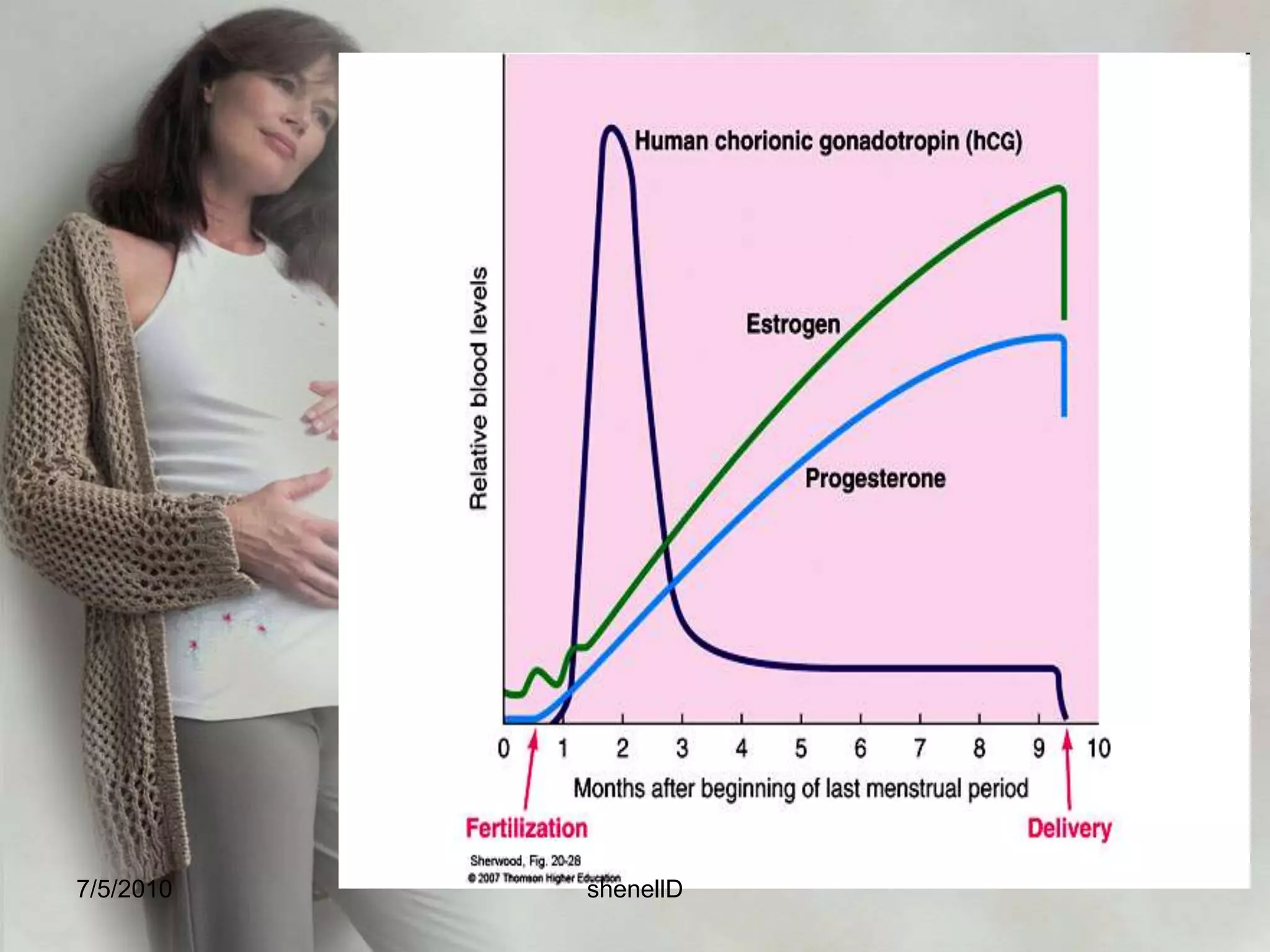 placental Circulation oxygen and nutrients diffuse into the fetal blood from the maternal blood