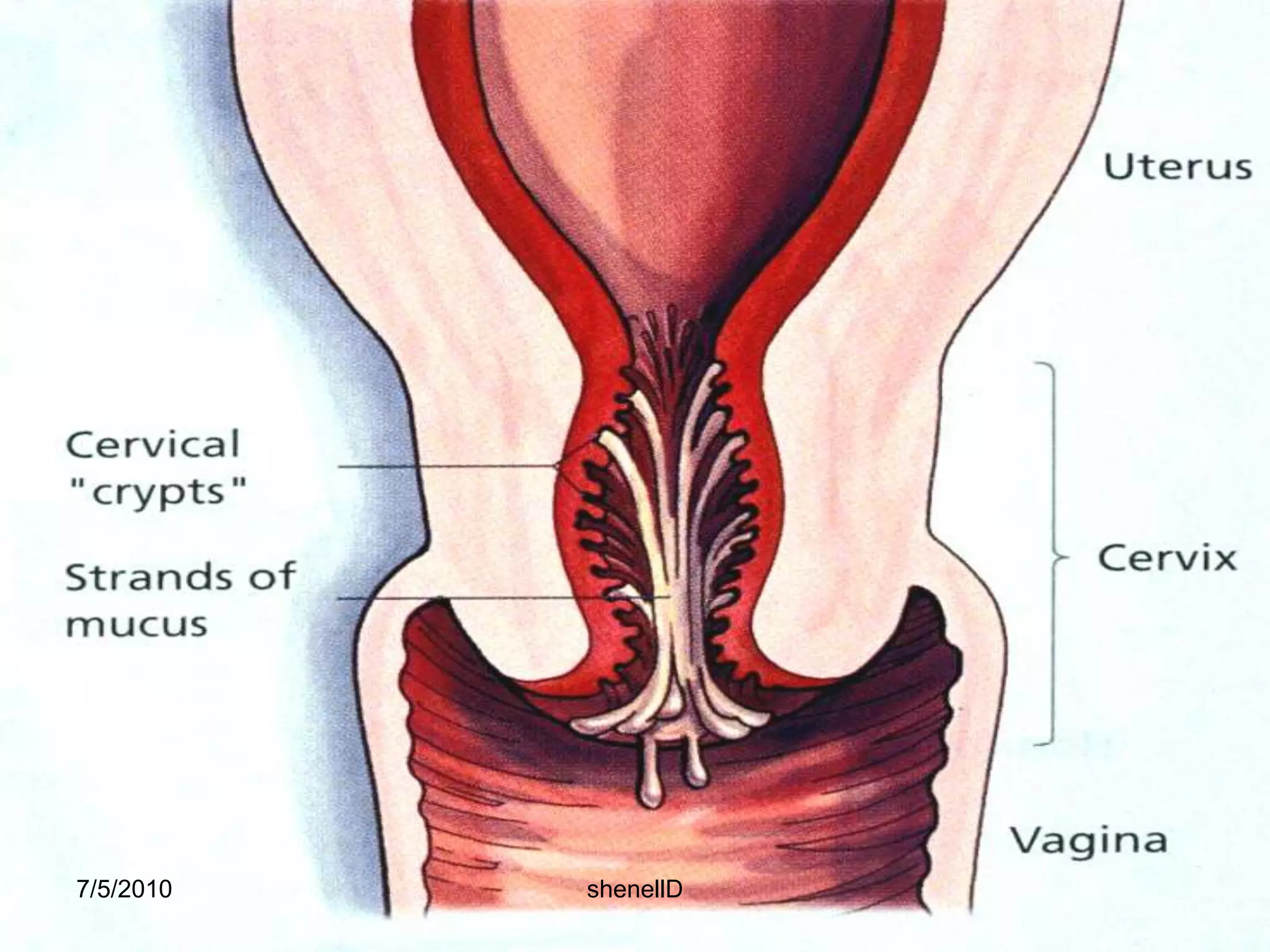 Breast – the areola darkens in color and diameter increase from 3.5 to 5 cm; formation of secondary areola.blue veins become prominent and the sebaceous glands of areola (Montgomery’s tubercles) enlarge and become protuberantby the 16 week- colostrums, a thin, watery, high protein fluid may be expelled from the nipples7/4/2010shenellD
