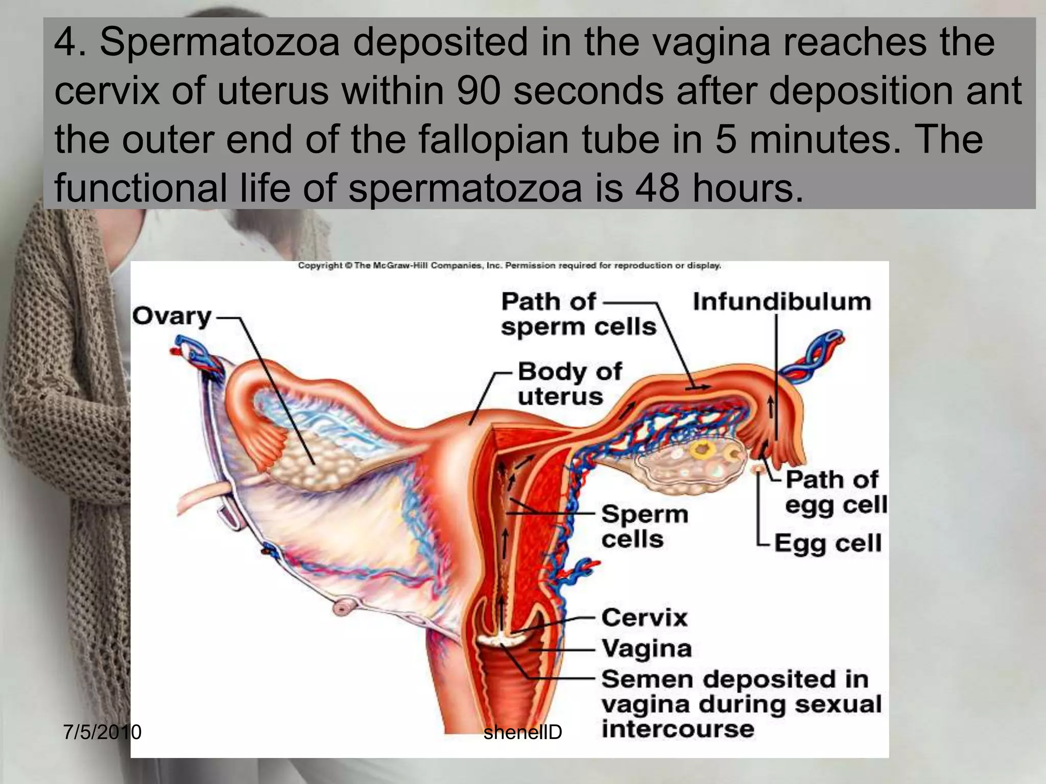 1.Following ovulation, as the ovum is extruded from the graafian follicle, it is surrounded by a ring of mucopolysaccharide fluid (zonapellucida) and a circle of cells (corona radiata). These structures increase the bulk of the ovum, facilitating it’s migration to the uterus. 7/4/2010shenellD