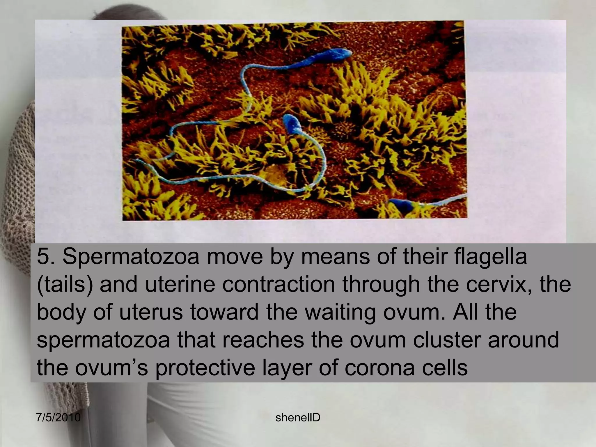 2. The ovum and surroundings cells are propelled, into the fallopian tube by the fimbriae, the fine, hair-like structures that line the openings of the fallopian tubes.7/4/2010shenellD