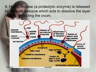 3. Only one ovum reaches maturity a month, a normal ejaculation of semen averages 2.5 ml of fluid containing 50 to 200 million spermatozoa per ml. or averages of 300-400 million per ejaculation. To promote the possibility of a sperm reaching the ovum, there is a reduction in the viscosity of cervical mucus at the time of ovulation.7/4/2010shenellD