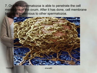 4. Spermatozoa deposited in the vagina reaches the cervix of uterus within 90 seconds after deposition ant the outer end of the fallopian tube in 5 minutes. The functional life of spermatozoa is 48 hours.7/4/2010shenellD