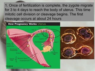 7. Only one spermatozoa is able to penetrate the cell membrane of the ovum. After it has done, cell membrane becomes impervious to other spermatozoa. 7/4/2010shenellD