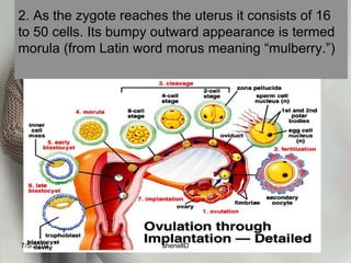 8. After penetration, the chromosomal material of the ovum and spermatozoa fuse and the structure is called zygote.Sperm (23)               +             Egg (23)                    =     Fertilized Cell (46)7/4/2010shenellD