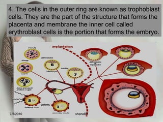 Is the contact between the growing structure and the uterine endometrium7/4/2010shenellD