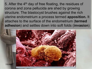 1. Once of fertilization is complete, the zygote migrate for 3 to 4 days to reach the body of uterus. This time mitotic cell division or cleavage begins. The first cleavage occurs at about 24 hours7/4/2010shenellD