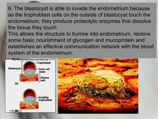 2. As the zygote reaches the uterus it consists of 16 to 50 cells. Its bumpy outward appearance is termed morula (from Latin word morus meaning “mulberry.”)7/4/2010shenellD