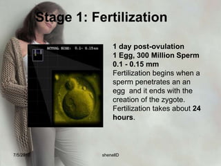 4. The cells in the outer ring are known as trophoblast cells. They are the part of the structure that forms the placenta and membrane the inner cell called erythroblast cells is the portion that forms the embryo.7/4/2010shenellD