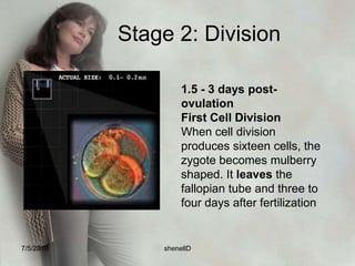 5. After the 4th day of free floating, the residues of corona and zonapellucida are shed by growing structure. The blastocyst brushes against the rich uterine endometrium a process termed apposition. It attaches to the surface of the endometrium (termed adhesion) and settles down into soft folds (invasion)7/4/2010shenellD