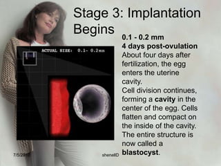 6. The blastocyst is able to invade the endometrium because as the trophoblast cells on the outside of blastocyst touch the endometrium, they produce proteolytic enzymes that dissolve the tissue they touch. This allows the structure to burrow into endometrium, receive some basic nourishment of glycogen and mucoprotein and establishes an effective communication network with the blood system of the endometrium.7/4/2010shenellD