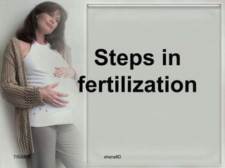  Fertilization occurs in the outer third of the fallopian tube – the ampullar portion.