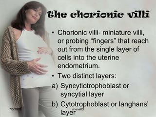 DeciduaBasalispart of the endometrium lying directly under the embryo and where trophoblast cells are establishing communication with maternal blood vessels.7/4/2010shenellD