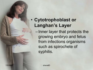 Decidua Verathe remaining portion of the uterine liningIt fuses with deciduacapsularis when the gestational rings grows enough to occupy the entire  uterine cavity.Like a blanket of the embryoAt birth the entire surface of the uterus is stripped away, leaving the organ susceptible to hemorrhage and infection.7/4/2010shenellD