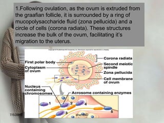 other terms are conception, impregnation, or fecundation.