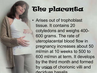 Cytotrophoblastor Langhan’s LayerInner layer that protects the growing embryo and fetus from infections organisms such as spirochete of syphilis.7/4/2010shenellD