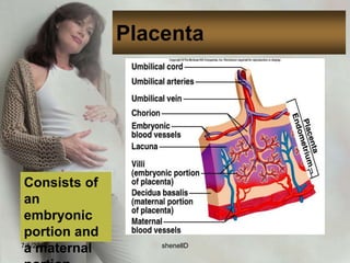 The chorionic villi in contact with deciduabasalis proliferate rapidly because they will receive rich blood supply from the uterus.Responsible for absorbing nutrients and oxygen from maternal blood stream and disposing fetal waste products including carbon dioxide.7/4/2010shenellD