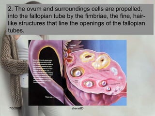 The critical time span during which fertilization may occur is about 72 hours.7/4/2010shenellD