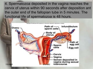 1.Following ovulation, as the ovum is extruded from the graafian follicle, it is surrounded by a ring of mucopolysaccharide fluid (zonapellucida) and a circle of cells (corona radiata). These structures increase the bulk of the ovum, facilitating it’s migration to the uterus. 7/4/2010shenellD