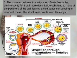 implantation<br /><ul><li>occurs on the seventh day after fertilization