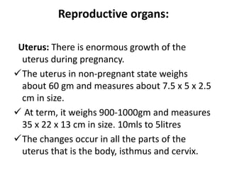 Reproductive organs:
Uterus: There is enormous growth of the
uterus during pregnancy.
The uterus in non-pregnant state weighs
about 60 gm and measures about 7.5 x 5 x 2.5
cm in size.
 At term, it weighs 900-1000gm and measures
35 x 22 x 13 cm in size. 10mls to 5litres
The changes occur in all the parts of the
uterus that is the body, isthmus and cervix.
 