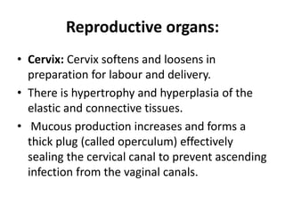 Reproductive organs:
• Cervix: Cervix softens and loosens in
preparation for labour and delivery.
• There is hypertrophy and hyperplasia of the
elastic and connective tissues.
• Mucous production increases and forms a
thick plug (called operculum) effectively
sealing the cervical canal to prevent ascending
infection from the vaginal canals.
 