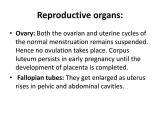 Reproductive organs:
• Ovary: Both the ovarian and uterine cycles of
the normal menstruation remains suspended.
Hence no ovulation takes place. Corpus
luteum persists in early pregnancy until the
development of placenta is completed.
• Fallopian tubes: They get enlarged as uterus
rises in pelvic and abdominal cavities.
 